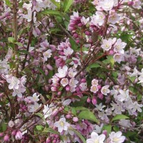 Deutzie  - Deutzia purpurascens 'Kalmiiflora'  - 40-60 cm pot (1/5)