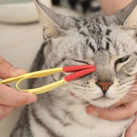 1PCS,Peigne pour les marques de déchirures d'animaux de compagnie, brosse à excréments pour les yeux de chat et de chien (1/4)