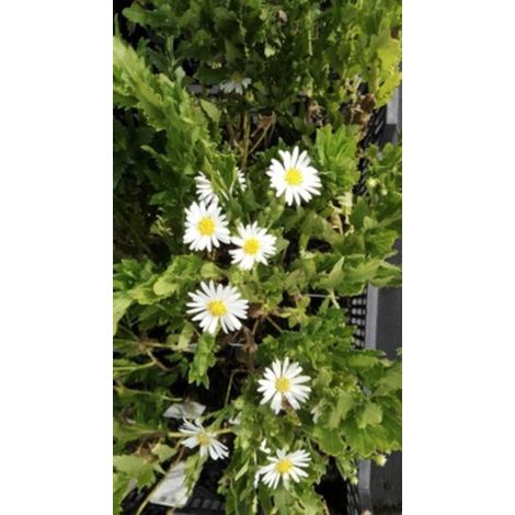 6 x Aster ageratides 'Ashvi' - Aster - pot 9 x 9 cm