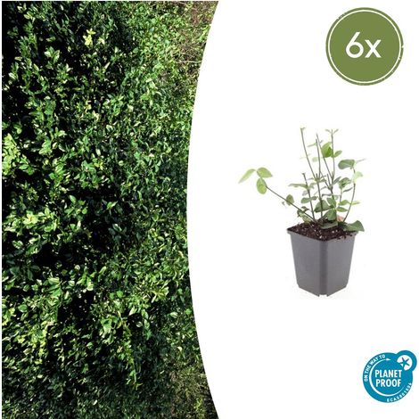 6x Fusain de Fortune Euonymus fortunei Coloratus Arbuste Couvre-sol Persistant 10-25 cm Ø 9 cm - PANGIVO (1/5)