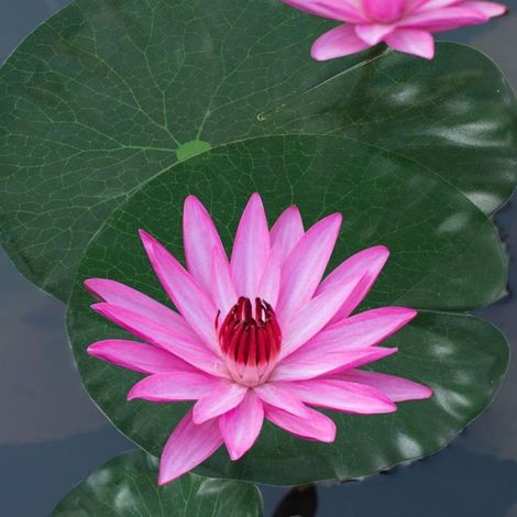 Lot 8 Feuilles lotus artificielles flottantes mousse étang aquarium (1/5)