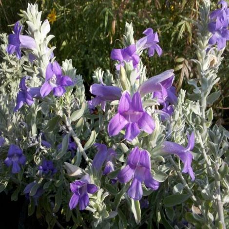 Pot à plantes Eremophila Nivea 17cm