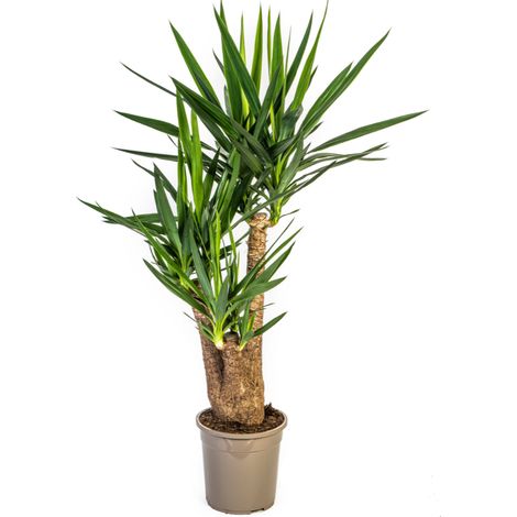 Yucca Elephantipes Ramifiée - Plante d'Intérieur Verte - Tronc Robuste - Ø24 cm - H 80-100 cm - PANGIVO (1/5)