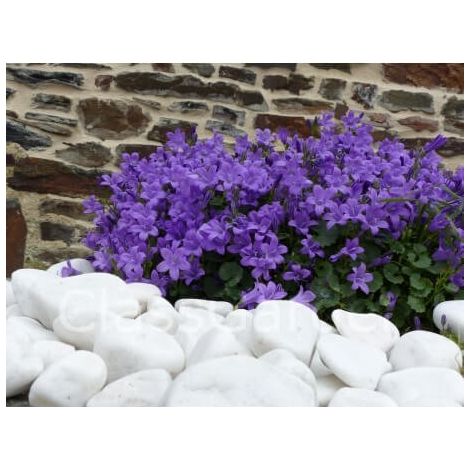 Galet Blanc Brillant 40-60 - Pack de 50 sacs - 1000 kg