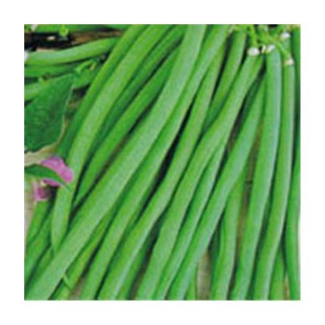 HARICOT NAIN PROCESSOR - 150G - GRAINES DE LÉGUMES