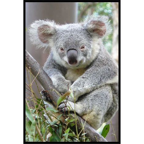 Affiche encadrée animal koala au regard attendrissant (1/5)