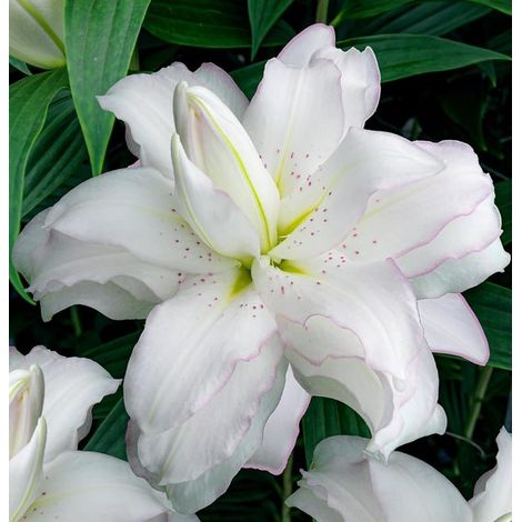 Bulbes de lys rustiques - Lotus double blanc - 10 bulbes - Blanc - Mélange de bulbes vivaces - Bulbes de lys (1/5)