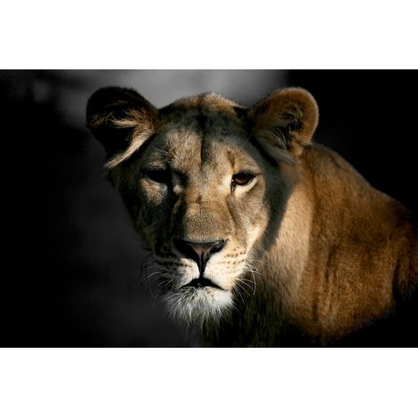 Tableau sur toile Lionne dans l'Ombre 30x45 cm - Impression sur Toile Murale Décorative - Image imprimée en HD sur Toile - Toile sur Châssis en Bois FSC - Fabriqué en France (1/5)