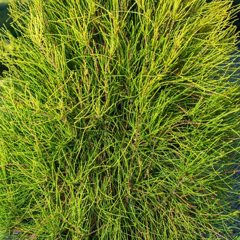 Thuya Whipcord - Thuja plicata Whipcord Tige 60cm Pot 8L