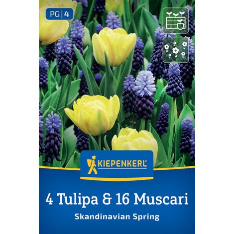 Kiepenkerl Herbstblumenzwiebel Tulpen Skandinavian Spring 20 Stück (1/2)