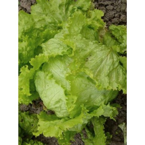 Laitue batavia 'De Pierre Bénite' le sachet de 2500 graines environ (3g)