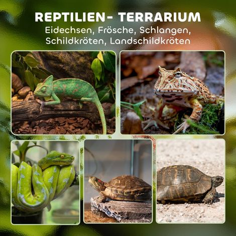 Terrarium verre reptiles, socle surélevé étanche, fermeture bouton-pression, habitat robuste pour lézards et serpents (1/5)