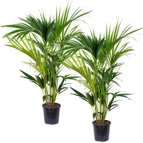 Bloomique - Lot de 2 - Howea Forsteriana - Palmier Kentia - Plantes d’intérieur - Dépolluante - Pet Friendly - 80-100 cm de Haut - Pot 19 cm