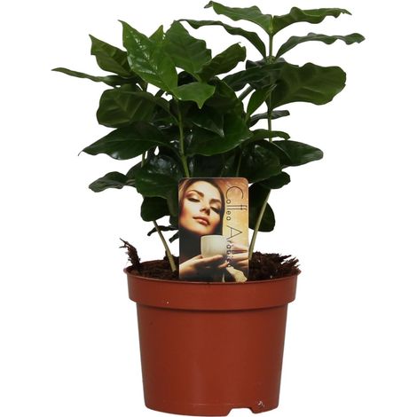 Caféier Coffea Arabica Plante d'Intérieur Décorative Pot Ø 12 cm Hauteur 25 cm - PANGIVO (1/4)