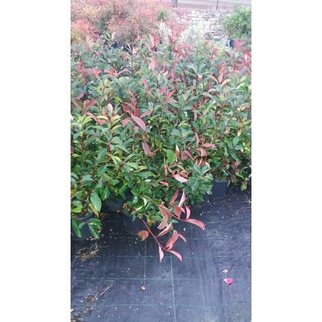 N. 10 PIANTE DI PHOTINIA RED ROBIN vaso18 cm altezza 50/60 cm rossa (foto reale)