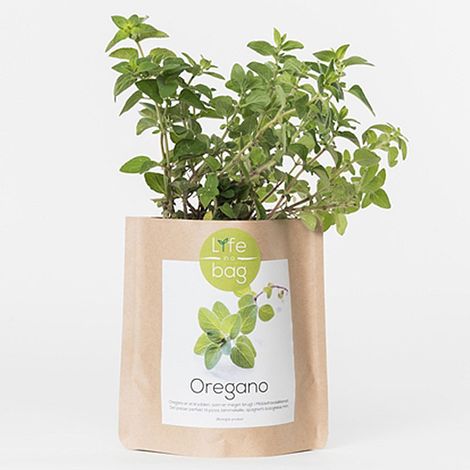 Kit bio prêt à pousser Origan (1/5)