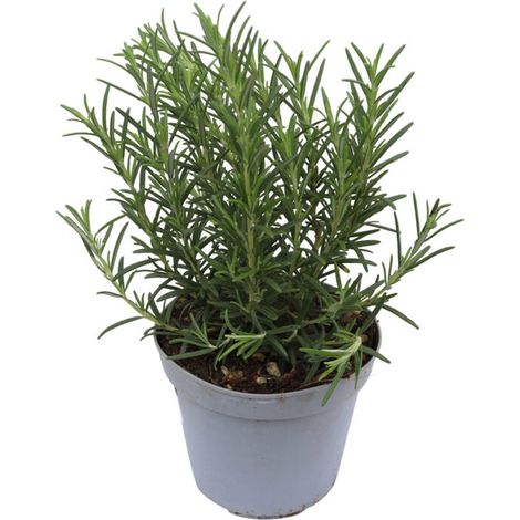 Romarin - 2 plants d'herbes aromatiques - Rosmarinus Officinalis - grand pot Ø14 cm (1/3)