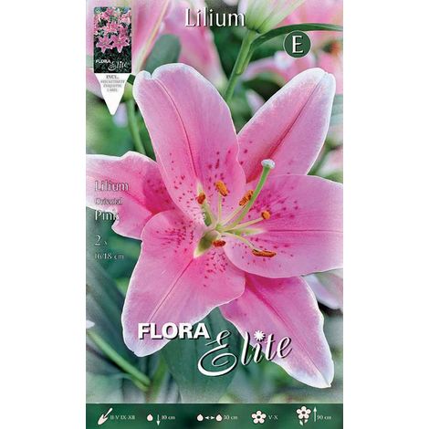 BULBI PRIMAVERILI LILIUM ORIENTAL PINK CONFEZIONE DA 2 BULBI BULBS