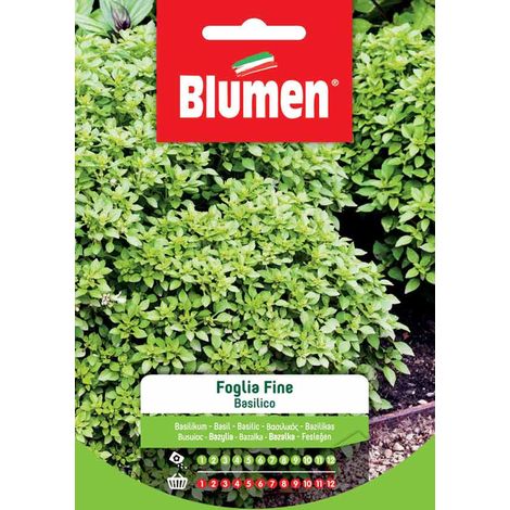 SEMI BASILICO A FOGLIA FINE BLUMEN SEMENTI ORTO