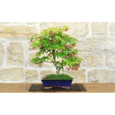 Bonsai di Acero Palmato (78) (1/5)