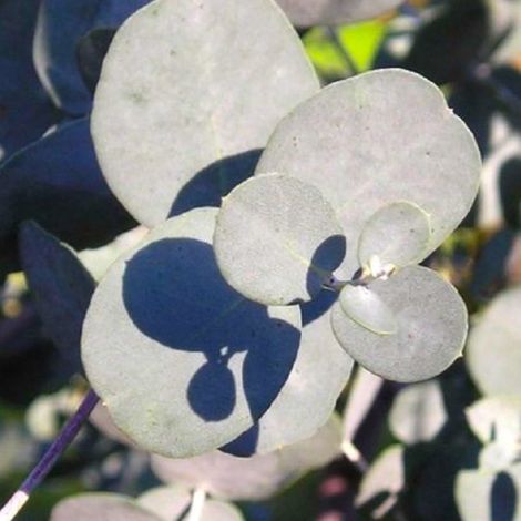 Pépinières Naudet – Eucalyptus gunnii – Arbre ornemental à feuillage persistant argenté – Croissance rapide – Résistant aux variations climatiques