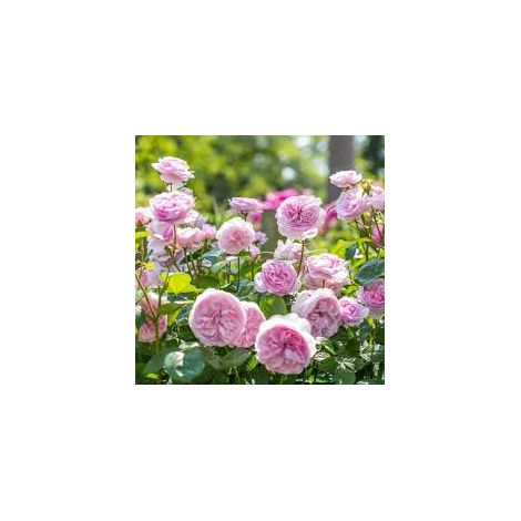 Rosa Barni Olivia Rose Austin cespuglio rifiorente profumato