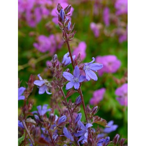 Campanula poscharskyana  1 plant  Couvre-sol  Désherbage  Pot de pépinière 11x11 cm  Violet (1/5)