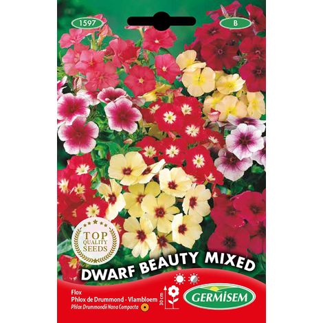 Graines Phlox de Drummond DWARF BEAUTY MIXED (1/2)