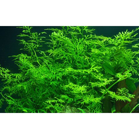 Aquarium Pflanze Ceratopteris thalictroides Nr.305A