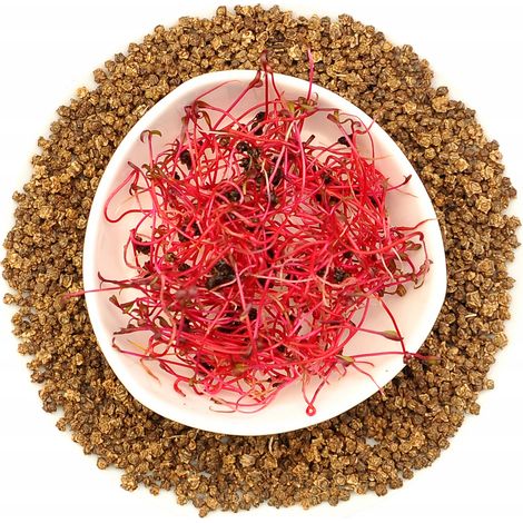 Barbabietola Sangue di Toro 50 g - semi da germogliare (1/3)