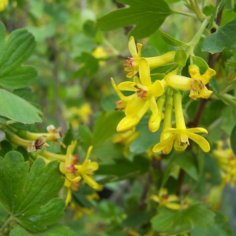 Groseiller doré - Ribes odoratum  - 50-60 cm pot