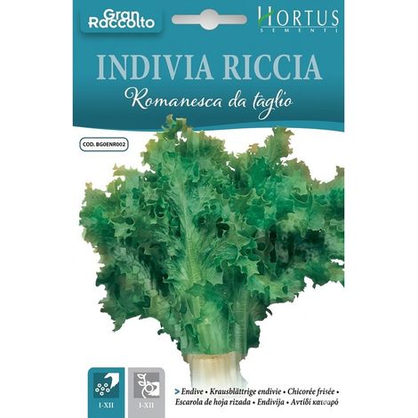 Indivia riccia romanesca da taglio Gran Raccolto