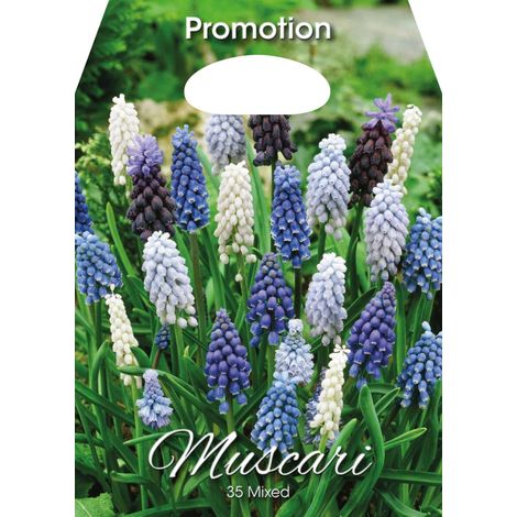 Mix Bulbi da Fiore Muscari Confezione 35 Bulbi
