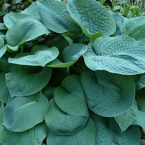 4 x Hosta 'Big Daddy' - godet 9x9 cm (1/5)