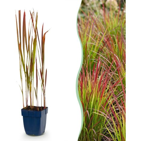 Graminée Imperata Cylindrica Red Baron Plante Vivace Jardin Rouge - Lot de 24 Plantes (1/5)