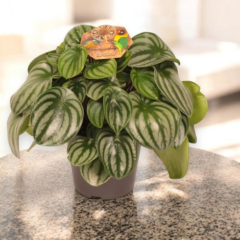 Gardenaria Peperomia argyreia - Pianta da interno ornamentale - Altezza: 20 cm (vaso 12) (1/5)