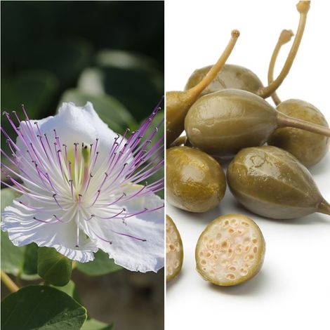Semillas de Alcaparra. Capparis Spinosa. 10 Gramos