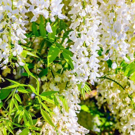 Glycine du Japon 'Alba' (Wisteria Floribunda Alba)