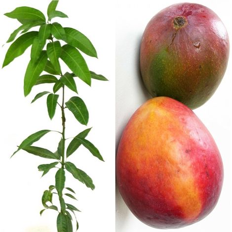 Planta Fruta Mango Irwin. Elevada Producci�n. 90 - 100 Cm
