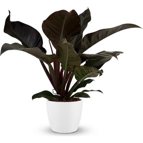 Philodendron Imperial Red Plante d'Intérieur avec Pot Blanc 19 cm Hauteur 60 cm Rouge et Vert - PANGIVO (1/5)
