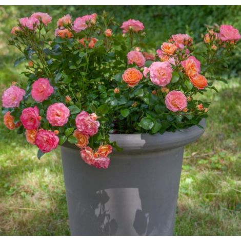 Gardenaria Rosa 'Peach drift' Meilland - Rosa da giardino - Altezza: 30/40 cm (vaso19) (1/3)