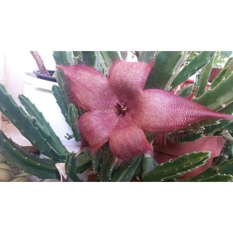 Pianta Grassa Stapelia grandiflora IN ABSKET 19 CM FOTO REALI