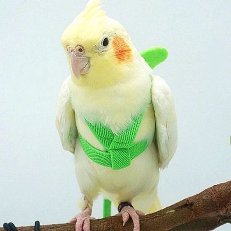 Correa con arnés para pájaros – Para periquitos, cotorras y loros – 2 m, verde – Talla M – Equipo de entrenamiento (1/4)