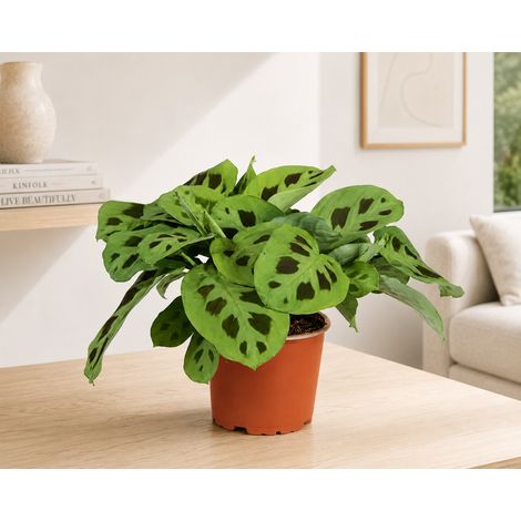 Gardenaria Maranta leuconeura 'Kerchoveana' - Pianta da interno ornamentale - Altezza: 30 cm (vaso 12) (1/3)