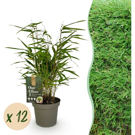 Bambou Fargesia Rufa Non Traçant et Persistant Vert - Lot de 12 Plantes - Pot 14 cm - PANGIVO