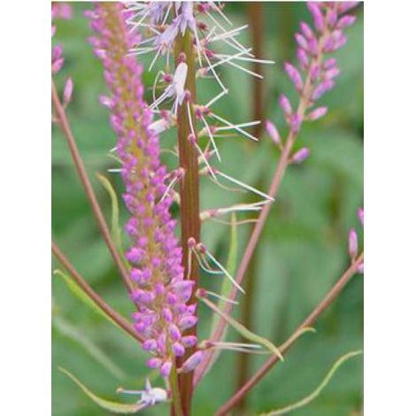 Veronicastrum virginicum 'Adoration' Godet de 8/9 cm (1/4)