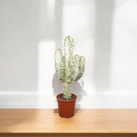 Gardenaria Euphorbia ingens variegata - Pianta da interno ornamentale - Altezza: 55 cm (vaso 20) (1/5)