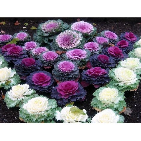Mélange de choux décoratifs – 500 graines. (1/2)
