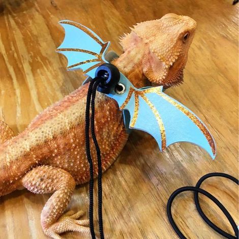 Blaues Reptilienleinen-Set - Geeignet für den täglichen Einsatz im Freien mit Haustier-Reptilien (Bartagamen, Echsen usw.). (1/5)