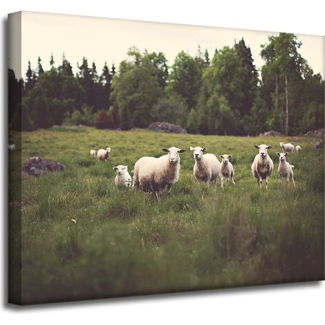 Leinwanddruck Natur Schafe auf der Weide 50x40 cm